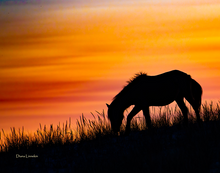 Load image into Gallery viewer, 2026 Calendar - Assateague Island Alliance
