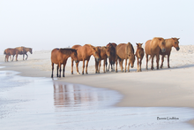 Load image into Gallery viewer, 2026 Calendar - Assateague Island Alliance