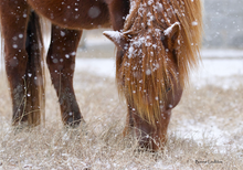 Load image into Gallery viewer, 2026 Calendar - Assateague Island Alliance