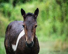 Load image into Gallery viewer, 2026 Calendar - Assateague Island Alliance
