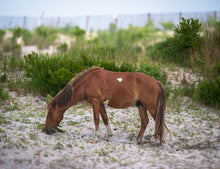 Load image into Gallery viewer, N2BHS-AO "Adriana's Yankee Prince"