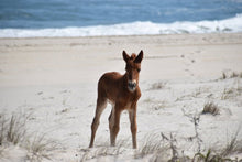 Load image into Gallery viewer, N2BHS-AIOTY Unnamed Foal Of N2BHS-AIOT “Korona K”