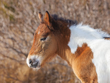 Load image into Gallery viewer, N2BHS-CKY 2026 Foal of N2BHS-CK “Johnny’s Star”
