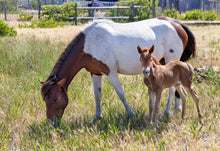 Load image into Gallery viewer, N2BHS-MRY 2026 Unnamed Foal Of N2BHS-MR "Seases Bay Breeze"