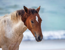 Load image into Gallery viewer, N2BHS-MY "Wesley Bloxom Stallion" (Old Dad)