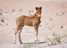 Load image into Gallery viewer, N2BHS-AIOUY 2026 Unnamed Foal Of N2BHS-AIOU "Tako Kichi"