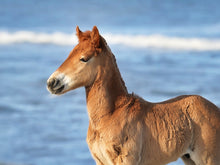 Load image into Gallery viewer, N2BHS-AIOUY 2026 Unnamed Foal Of N2BHS-AIOU "Tako Kichi"
