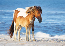 Load image into Gallery viewer, N2BH-CKTY Unnamed Foal Of N2BHS-CKT "Starlight"