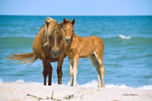 Load image into Gallery viewer, 2026 Calendar - Assateague Island Alliance