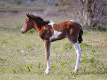 Load image into Gallery viewer, N2BHS-APY 2026 Unnamed Foal Of N2BHS-AP "Linda Rae's Autumn Glory"