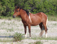 Load image into Gallery viewer, N6BMT-I "Assateague Lightning"
