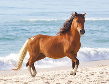 Load image into Gallery viewer, N6BMT-I "Assateague Lightning"