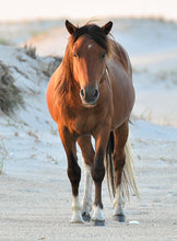 Load image into Gallery viewer, N6BMT-I "Assateague Lightning"