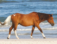 Load image into Gallery viewer, N6BMT-I "Assateague Lightning"