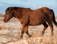 Load image into Gallery viewer, N6EMSZ "Bella-Boo"