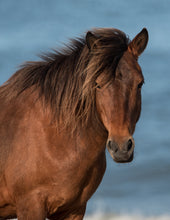 Load image into Gallery viewer, N6EMSZ "Bella-Boo"