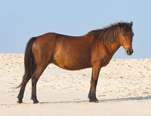 Load image into Gallery viewer, N6EMSZ "Bella-Boo"