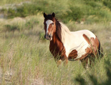 Load image into Gallery viewer, N6BK “Bessy Twister”