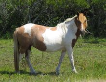 Load image into Gallery viewer, N9BFQ “Braidwood”