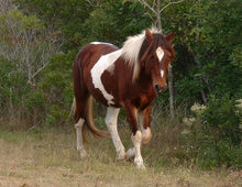 Load image into Gallery viewer, T5AEK "Chance"