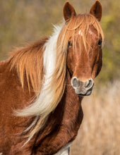 Load image into Gallery viewer, M6MS-G "Chestnut"