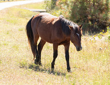 Load image into Gallery viewer, N2BHS-MT "Chief"