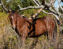 Load image into Gallery viewer, N2BHS-MT "Chief"