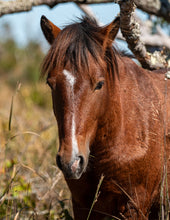 Load image into Gallery viewer, N2BHS-MT "Chief"