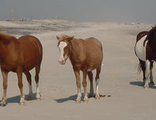 Load image into Gallery viewer, M6IMQX "Chocolate"