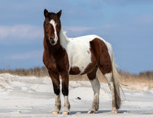 Load image into Gallery viewer, N10O-J "Dewey"