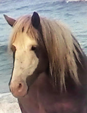 Load image into Gallery viewer, M6IMQV "Danielle's Dream"