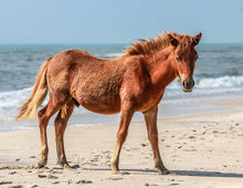 Load image into Gallery viewer, N6BMT-FU "Dune Dancer Jolt"