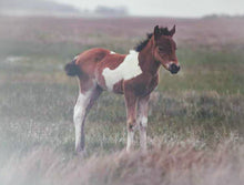 Load image into Gallery viewer, N6BMTW "Steffie N. Ben"