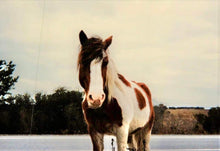 Load image into Gallery viewer, M12AG “Scotty”