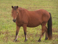 Load image into Gallery viewer, N9BMR "Fabio"