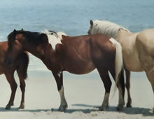 Load image into Gallery viewer, X24MR “Fancy’s Man”