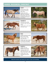 Load image into Gallery viewer, 2026 Field Guide to the Wild Horses of Assateague Island