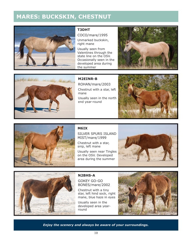 2026 Field Guide to the Wild Horses of Assateague Island