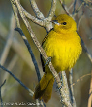 Load image into Gallery viewer, Assateague Nature Photography Fall 2025 Workshop