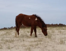 Load image into Gallery viewer, N6BMT-FN "Jasper"