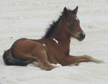 Load image into Gallery viewer, N6BMT-FN "Jasper"