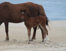 Load image into Gallery viewer, N6BMT-FN "Jasper"