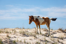 Load image into Gallery viewer, N2BHS-CKY 2026 Unnamed Foal of N2BHS-CK “Johnny’s Star”