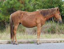 Load image into Gallery viewer, N9BFT-KPV "KingRob"