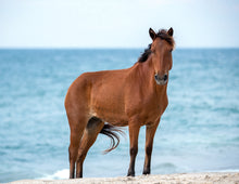 Load image into Gallery viewer, N6BIRUY "Lauren's Laughter"