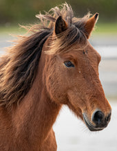 Load image into Gallery viewer, N6BIRUY "Lauren's Laughter"