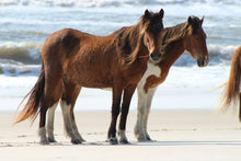 Load image into Gallery viewer, T5AF “Taffy”