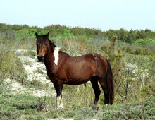 Load image into Gallery viewer, M6MQ "Streak"