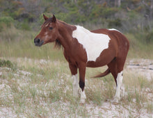 Load image into Gallery viewer, N6EM “Maggie”