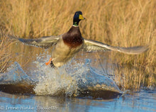 Load image into Gallery viewer, Assateague Nature Photography Fall 2025 Workshop